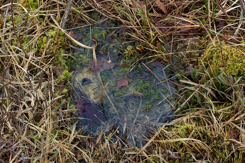 In Search of a Vista – From Picket Post