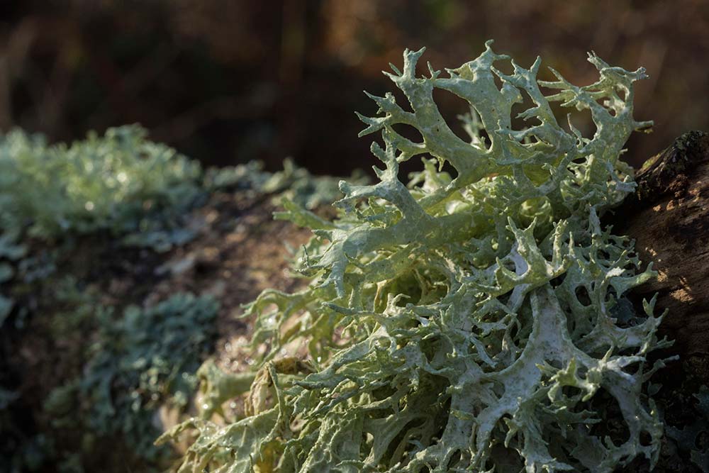 In Search of a Vista – Towards Chatley Wood