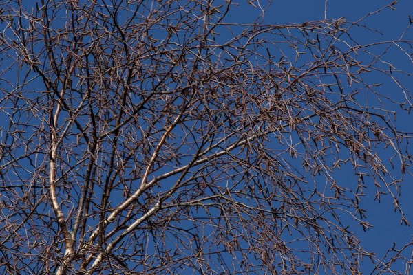 Chatley Wood,julian, konczak, photography, forest trip out, new forest, in search of a vista, winter