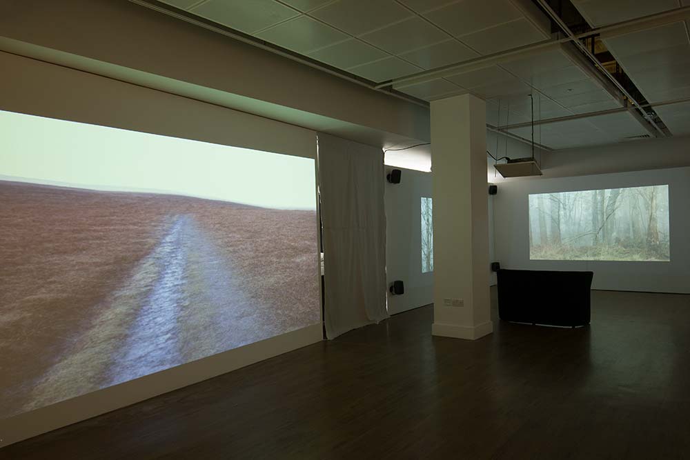 forest, solent showcase, exhibition, video installation, konczak