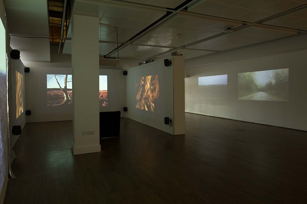 forest, solent showcase, exhibition, video installation, konczak