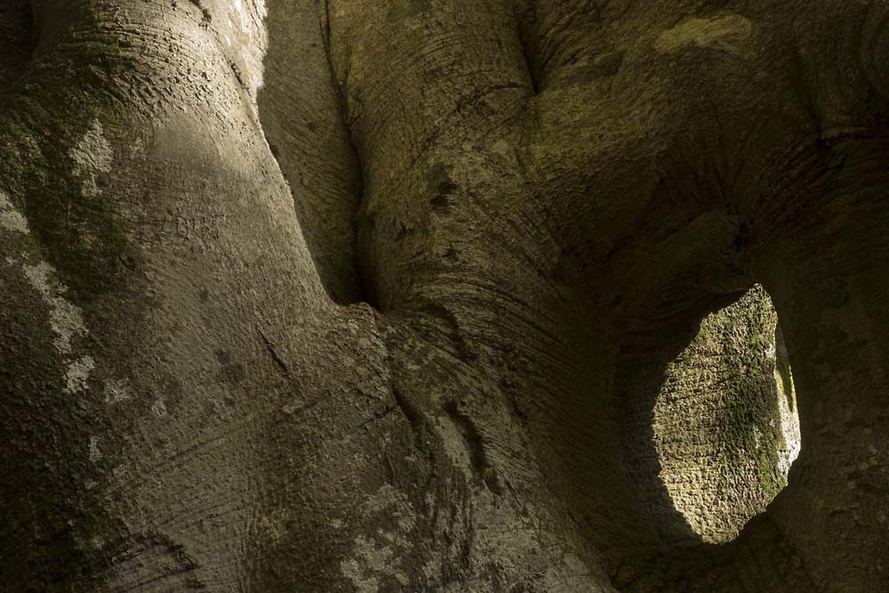 Little Wood, julian, konczak, photography, forest trip out, new forest, in search of a vista, autumn