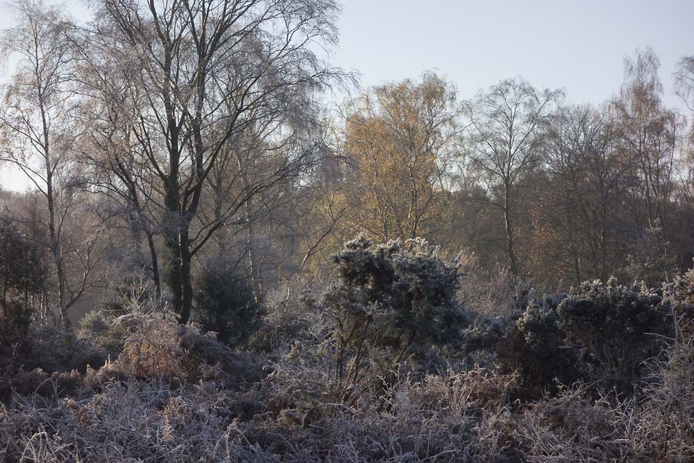 julian, konczak, photography, forest trip out, new forest, in search of a vista, winter, bigburn hill