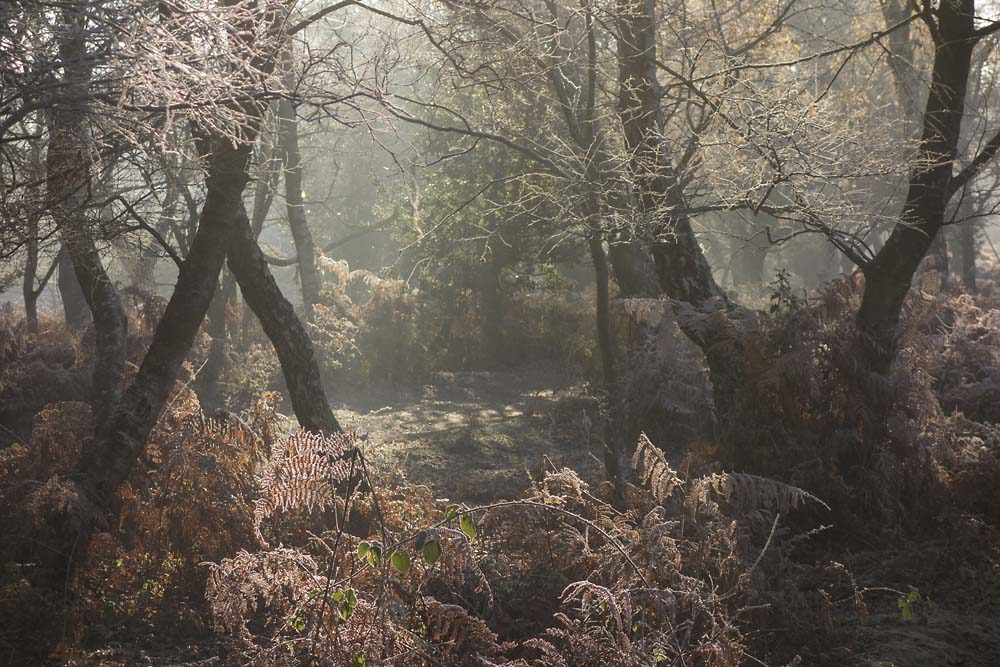 julian, konczak, photography, forest trip out, new forest, in search of a vista, winter, bigburn hill