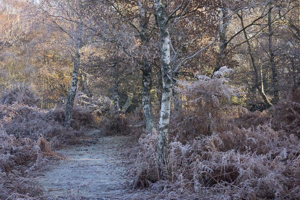julian, konczak, photography, forest trip out, new forest, in search of a vista, winter, bigburn hill