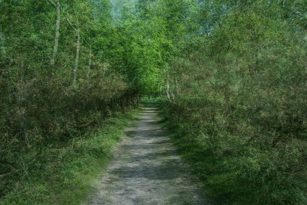 julian, konczak, installation, video, new, forest, a trip out, interactiveforest